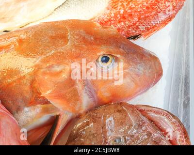 Mediterrane rote Tub Gurnard (Chelidonichthys lucerna) verkauft auf dem Markt draußen Stockfoto