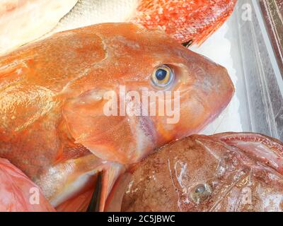 Mediterrane rote Tub Gurnard (Chelidonichthys lucerna) verkauft auf dem Markt draußen Stockfoto