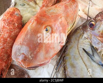 Mediterrane rote Tub Gurnard (Chelidonichthys lucerna) verkauft auf dem Markt draußen Stockfoto