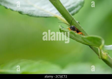 Eine schwarze Ichneumonfliege mit orangefarbenen Beinen auf einem grünen Blatt Stockfoto