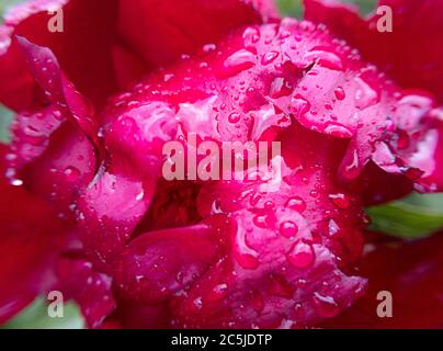Macro rote Pfingstrose Blume Knospe mit regen Tropfen auf sie. Stock Foto. Stockfoto