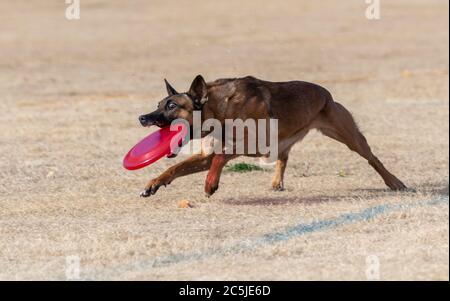 Malinois fangen eine helle farbige Scheibe im Park im toten Gras ein Spiel spielen Stockfoto