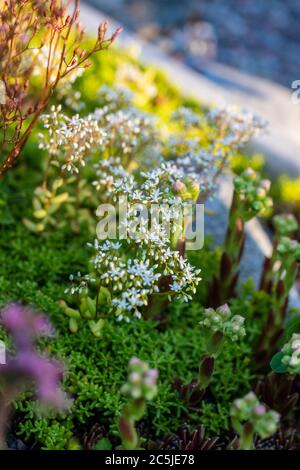 'Coral Carpet' White Stonecrop, Vit Fettknopp (Sedum Album) Stockfoto