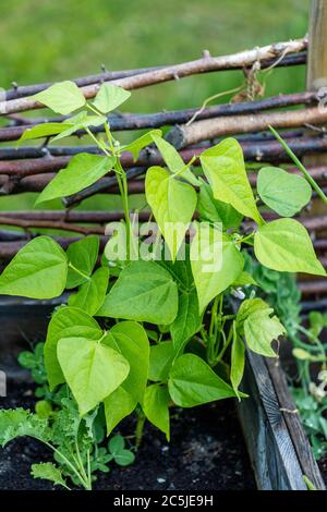 'Bordotto Lingua di Fuoco Nano' Cranberrybohne, Bordottoböna (Phaseolus vulgaris) Stockfoto