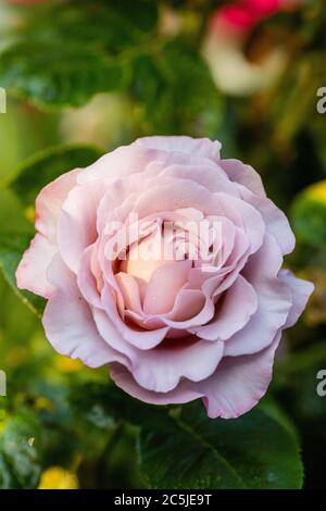 "Walzertakt' Hybrid Tea Rose, Tehybridros (Rosa) Stockfoto