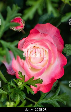 'Nostalgie' Hybrid Tea Rose, Tehybridros (Rosa) Stockfoto