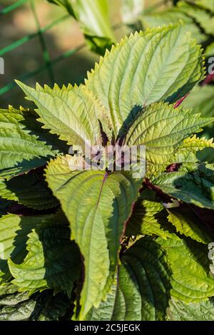 "Britton' Perilla, Bladmynta (Perilla Frutescens) Stockfoto