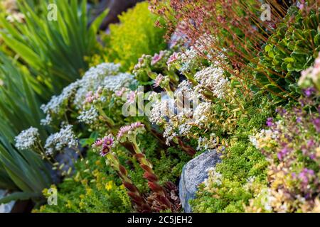 'Coral Carpet' White Stonecrop, Vit Fettknopp (Sedum Album) Stockfoto