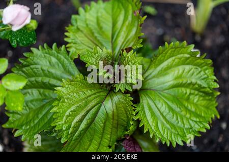 "Britton' Perilla, Bladmynta (Perilla Frutescens) Stockfoto