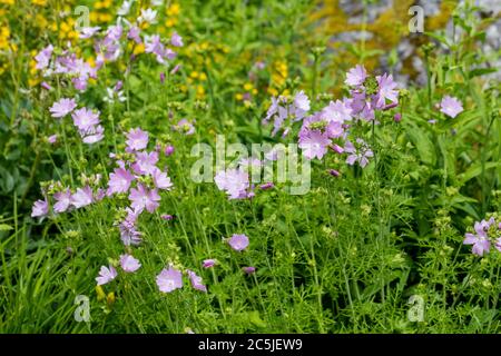 Moschus-Malve, Myskmalva (Malva moschata) Stockfoto