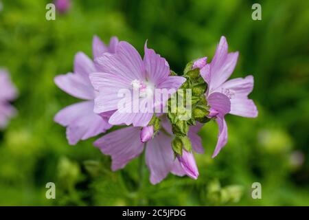 Moschus-Malve, Myskmalva (Malva moschata) Stockfoto