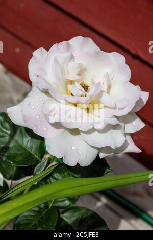 „Peace, Madame A. Meilland“ Teerose, Teebrosen (Rosa) Stockfoto