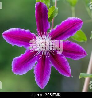 'Doctor Ruppel' frühe großblütige Gruppe, Klematis (Clematis) Stockfoto