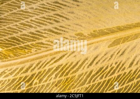 Extreme Makroaufnahme von Verrottung, Zersetzung, Allium ursinum / Ramsons Blatt zeigt komplizierte Detail der toten Blatt Venenstruktur. Verfallende Blattmasse. Stockfoto