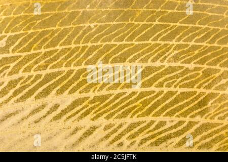 Extreme Makroaufnahme von Verrottung, Zersetzung, Allium ursinum / Ramsons Blatt zeigt komplizierte Detail der toten Blatt Venenstruktur. Verfallende Blattmasse. Stockfoto