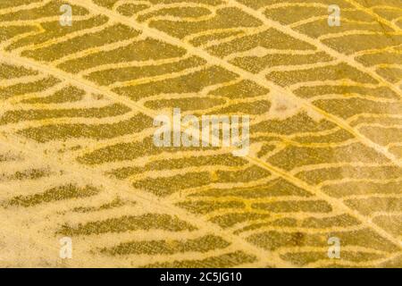 Extreme Makroaufnahme von Verrottung, Zersetzung, Allium ursinum / Ramsons Blatt zeigt komplizierte Detail der toten Blatt Venenstruktur. Verfallende Blattmasse. Stockfoto