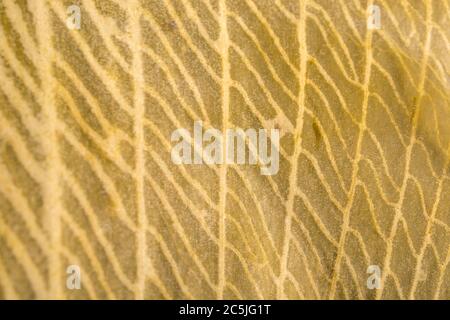 Extreme Makroaufnahme von Verrottung, Zersetzung, Allium ursinum / Ramsons Blatt zeigt komplizierte Detail der toten Blatt Venenstruktur. Verfallende Blattmasse. Stockfoto