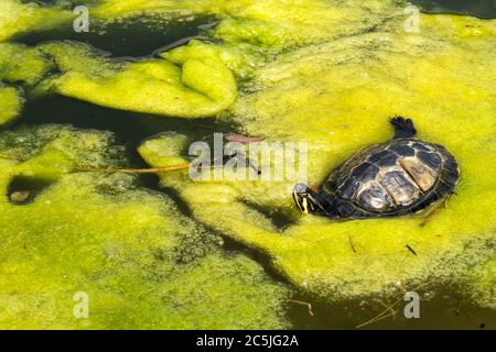 Die Schildkröte liegt auf grünen Algen, die im Teich schwimmen. Stockfoto