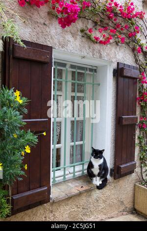 Katze am Fenster, Grimaud, Var, Provence-Alpes-Cote d'Azur, Frankreich, Europa Stockfoto