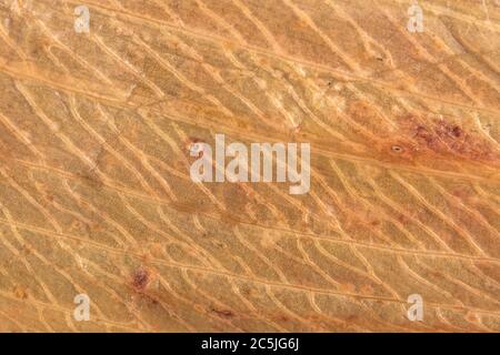 Extreme Makroaufnahme von Verrottung, Zersetzung, Allium ursinum / Ramsons Blatt zeigt komplizierte Detail der toten Blatt Venenstruktur. Verfallende Blattmasse. Stockfoto