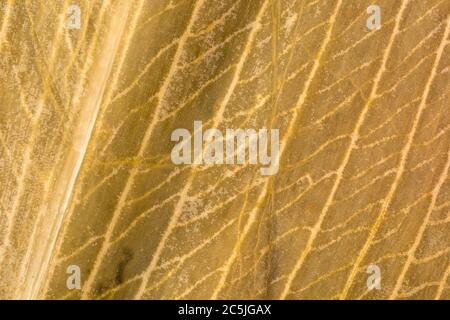 Extreme Makroaufnahme von Verrottung, Zersetzung, Allium ursinum / Ramsons Blatt zeigt komplizierte Detail der toten Blatt Venenstruktur. Verfallende Blattmasse. Stockfoto