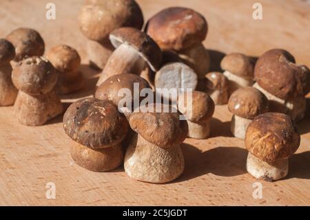 Frisch geschnittene Steinpilze Nahaufnahme auf Holzbrett Hintergrund Stockfoto