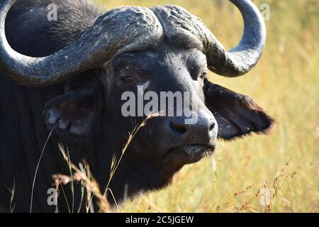 Ein afrikanischer Cape Buffalo (Syncerus Caffer) mit großen Hörnern, umgeben von Fliegen im Grasland während einer Safari im Sabi Sand Game Reserve, Südafrika. Stockfoto