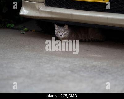 Strey Cat versteckt sich unter einem geparkten Auto Stockfoto