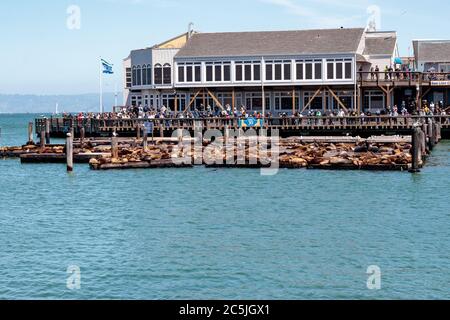 Blick auf Seelöwen, die sich am Pier 39 sonnen Stockfoto