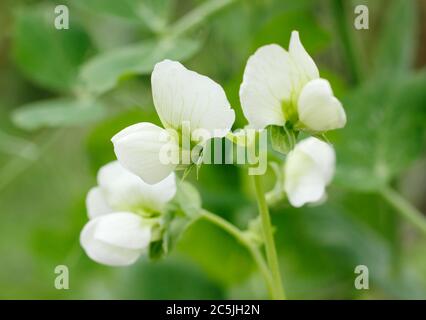 Pisum sativum. Blumen der Kelvedon Wonder Erbsenpflanze in einem englischen Küchengarten. GROSSBRITANNIEN. NGM Stockfoto