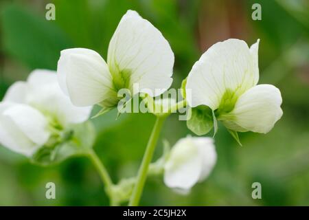 Pisum sativum. Blumen der Kelvedon Wonder Erbsenpflanze in einem englischen Küchengarten. GROSSBRITANNIEN. NGM Stockfoto