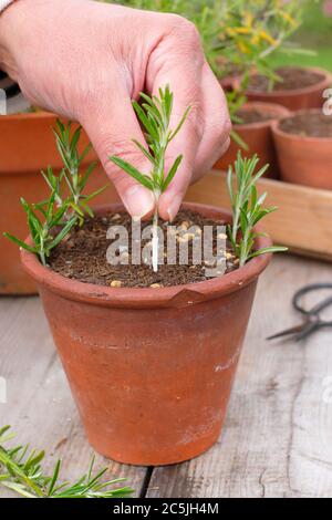 Rosmarinus officinalis. Vermehrung von Rosmarinpflanzen aus Nadelholzschnitten, indem sie um die Ränder eines Topfes in einer körnigen Kompostmischung platziert werden. Stockfoto