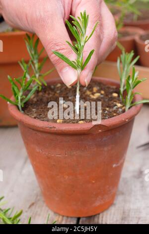 Rosmarinus officinalis. Vermehrung von Rosmarinpflanzen aus Nadelholzschnitten, indem sie um die Ränder eines Topfes in einer körnigen Kompostmischung platziert werden. Stockfoto