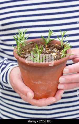 Rosmarinus officinalis. Vermehrung von Rosmarinpflanzen aus Nadelholzschnitten, indem sie um die Ränder eines Topfes in einer körnigen Kompostmischung platziert werden. Stockfoto