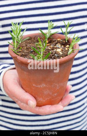 Rosmarinus officinalis. Vermehrung Rosmarinpflanzen aus Nadelholz Stecklinge durch die Platzierung um die Ränder eines Topfes in einem körnigen Kompost mischen . Stockfoto