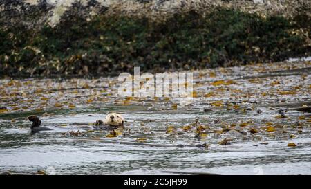 Seeotter (Enhyda lutris) schwimmt im Meer in der Nähe von Seiku, Washington Stockfoto