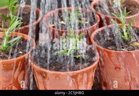 Rosmarinus officinalis. Gießen in neu gepflanzten Rosmarin Stecklinge von oben vor dem Setzen in einem geschützten Ort. Stockfoto