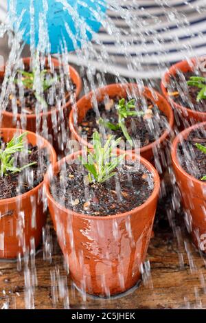 Rosmarinus officinalis. Gießen in neu gepflanzten Rosmarin Stecklinge von oben vor dem Setzen in einem geschützten Ort. Stockfoto