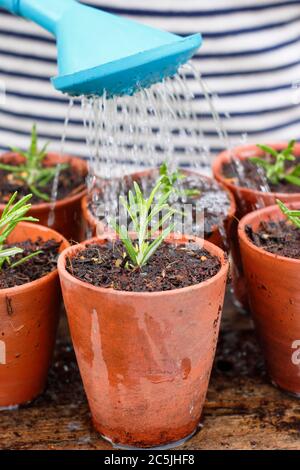 Rosmarinus officinalis. Gießen in neu gepflanzten Rosmarin Stecklinge von oben vor dem Setzen in einem geschützten Ort. Stockfoto