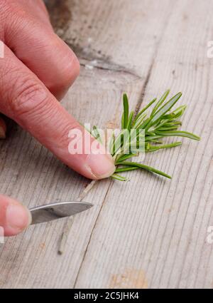 Rosmarinus officinalis. Vorbereitung eines Rosmarin Schneiden für die Ausbreitung durch Schneiden der Basis eines Stammes unter einem Blattknoten Stockfoto