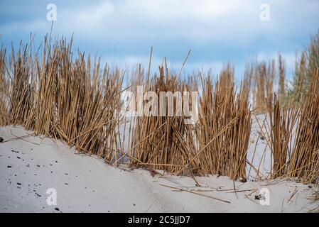 Hiddensee, Deutschland. Juni 2020. Auf der Sanddüne wächst das Strandgras, das Gras. Quelle: Stephan Schulz/dpa-Zentralbild/ZB/dpa/Alamy Live News Stockfoto