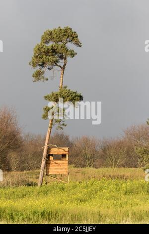 Holzjagdbox versteckt im Wald - der ideale Ort Lichtbedingungen für die Jagd, Wildbeobachtung oder Fotografie Stockfoto