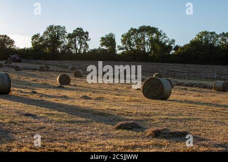 Hay Harvest Juni 2020 UK roter Traktor, Sonnenuntergang Ballenpressen das Heu. Große runde Ballen, für Pferdfutter Stockfoto