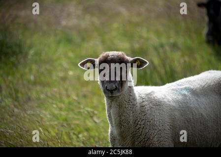 Hiddensee, Deutschland. Juni 2020. Schafe stehen auf einer Wiese in der Nähe des Fischerdorfes Neuendorf. Quelle: Stephan Schulz/dpa-Zentralbild/ZB/dpa/Alamy Live News Stockfoto