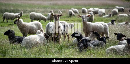 Hiddensee, Deutschland. Juni 2020. Schafe stehen auf einer Wiese in der Nähe des Fischerdorfes Neuendorf. Quelle: Stephan Schulz/dpa-Zentralbild/ZB/dpa/Alamy Live News Stockfoto