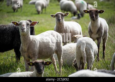 Hiddensee, Deutschland. Juni 2020. Schafe stehen auf einer Wiese in der Nähe des Fischerdorfes Neuendorf. Quelle: Stephan Schulz/dpa-Zentralbild/ZB/dpa/Alamy Live News Stockfoto