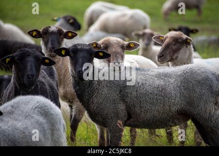 Hiddensee, Deutschland. Juni 2020. Schafe stehen auf einer Wiese in der Nähe des Fischerdorfes Neuendorf. Quelle: Stephan Schulz/dpa-Zentralbild/ZB/dpa/Alamy Live News Stockfoto