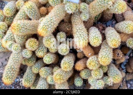 Dickicht der Goldspitze Kaktus Pflanze - latein Mammillaria elongate - auch bekannt als Marienkäfer Kaktus aus Zentralmexiko, in einem botanischen Garten Centr Stockfoto