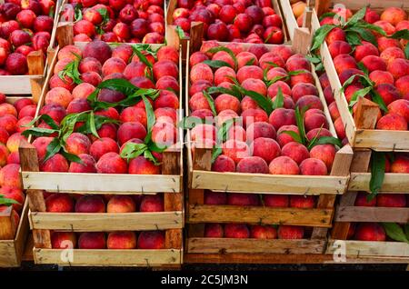 Frische, reife Pfirsiche in Holzkisten auf dem Großmarkt Stockfoto