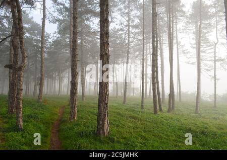 Ein schmaler Fußweg durch neblige Kiefernwälder, früh am Morgen Stockfoto